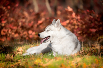 A young grey and white Siberian husky male dog with brown eyes is lying down on a green grass. There are a lot of colorful yellow and red leaves. It's a sunny October autumn day.