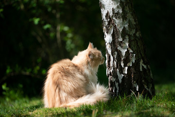 Naklejka na ściany i meble maine coon cat sitting next to birch tree