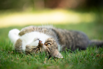 tabby white british shorthair cat rolling on grass