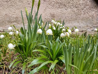 Spring flowering. Snowdrops in the park or garden. Slovakia