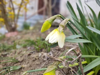 Fotobehang Daffodil flower in grass in nature or garden during spring. Slovakia © Valeria