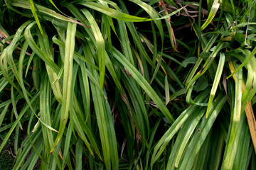 Green fluffy plants