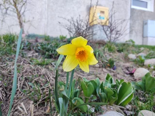 Gardinen Daffodil flower in grass in nature or garden during spring. Slovakia © Valeria