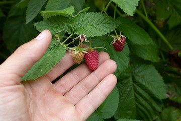 Raspberries in a man's hand