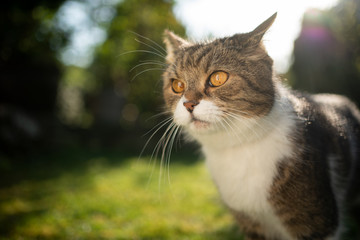 portrait of a tabby white cat standing outdoors in nature on a sunny day