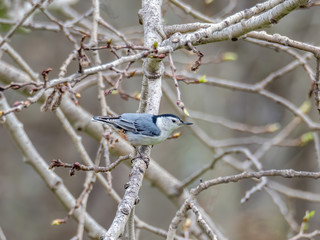 white-breasted nuthatch in tree