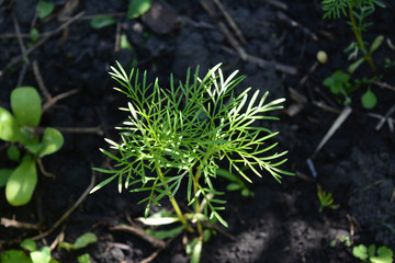 Sprout of cosmos flower. Top view on fresh green plant.