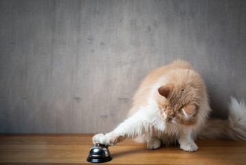 maine coon cat ringing service bell with copy space