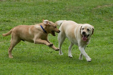 Labradors amis jouant ensemble