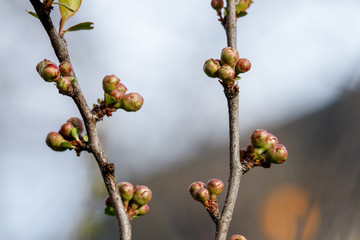 Quince buds in Japanese spring. Chaenomeles in the spring. Branches of a tree with green buds and buds on the trees swell with the arrival of spring, the sun.