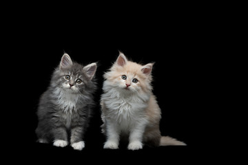 Fototapeta na wymiar front view of two different 8 week old maine coon kittens sitting, tilting head, looking at camera on black studio background