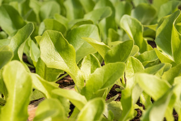 Vibrant green seedlings of salad in a greenhouse
