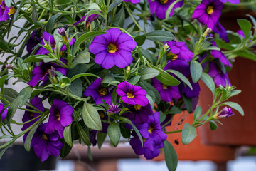 purple flowers calibrachoa in a pot with green leaves in greenhouse