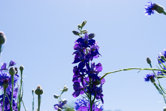 Looking Up At Purple Bluebonnet Flower