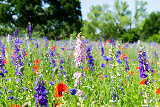 Pink Bluebonnet Among Wildflowers