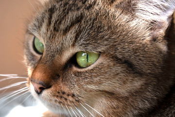 Closeup portrait of gray cat