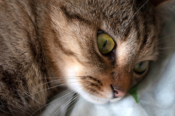 Closeup portrait of gray cat