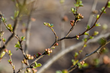 Quince buds in Japanese spring. Chaenomeles in the spring. Branches of a tree with green buds and buds on the trees swell with the arrival of spring, the sun.