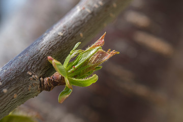 Awakening of the nature in a springtime. Young green leaves bloom from buds on a branch of a fruit tree, close-up view