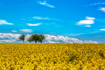 yellow rapeseed field and cloudy sky