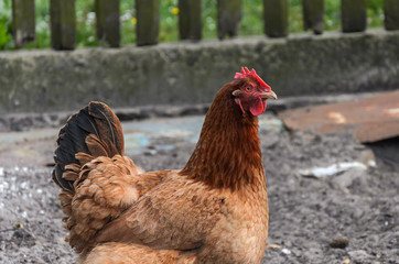 Hens and roosters walk in the yard on the farm