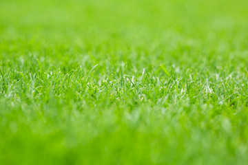 Fototapeta na wymiar mowed lawn in a sports stadium