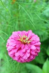  zinnia flower