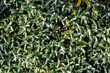 Cerastium covered the earth. Ground Cover Plant.