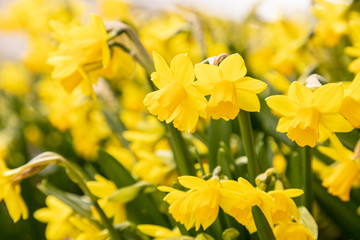 Beautiful yellow daffodils in the flowerbed