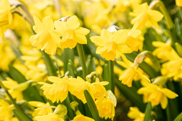 Obraz premium Beautiful yellow daffodils in the flowerbed