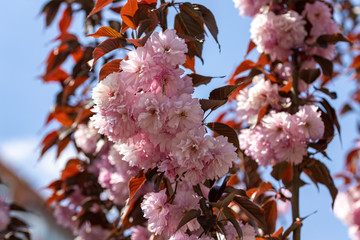 Pink sakura flowers on a tree. Detailed view.