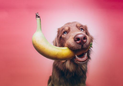 Hund mit Banane