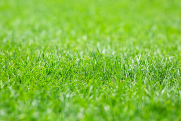 mowed lawn in a sports stadium