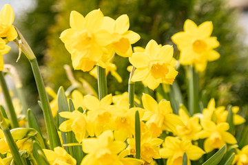 Beautiful yellow daffodils in the flowerbed