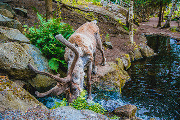 reindeer drinks water from the stream in a forest