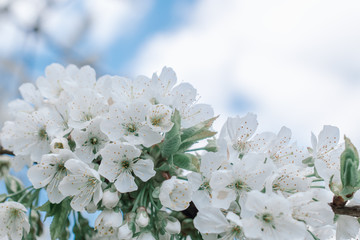 Spring cherry blossoms. Spring day. White blossoms. Cherry tree. Blooming trees