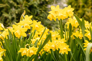 Beautiful yellow daffodils in the flowerbed