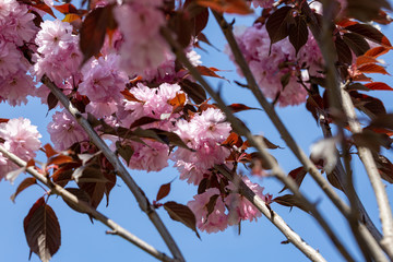 Pink sakura flowers on a tree. Detailed view.