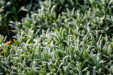 Cerastium covered the earth. Ground Cover Plant.