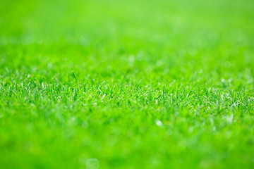 mowed lawn in a sports stadium