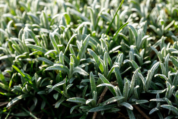 Cerastium covered the earth. Ground Cover Plant.