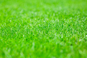 mowed lawn in a sports stadium