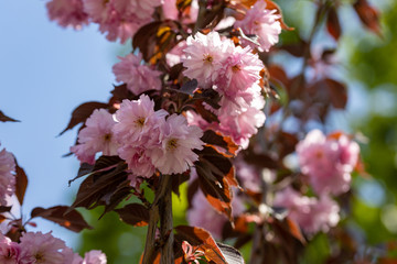 Pink sakura flowers on a tree. Detailed view.