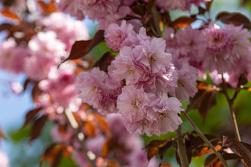 Pink sakura flowers on a tree. Detailed view.