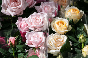 Pink and cream roses in bouquets. Delivery concept.