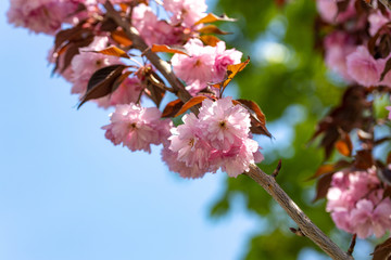 Pink sakura flowers on a tree. Detailed view.