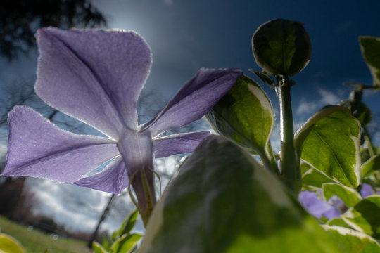 Greater Periwinkle