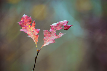 Macro Nature Grass Leaves Upstate New York