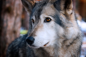 Wolf at Adirondack Wildlife Refuge Upstate New York