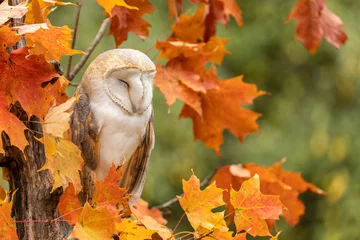Foto op Plexiglas A sleepy barn owl on a maple tree © Jennifer